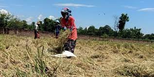 Subai Tetap Berjuang Bertahan Hidup Tanpa Telapak Tangan