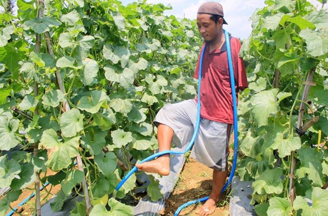 kegigihan-qomaruzzaman-petani-melon-yang-terlahir-tanpa-tangan