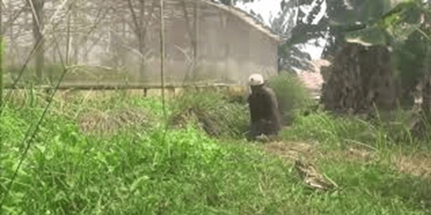 Penyandang Disabilitas Sukses Tanam Cabai